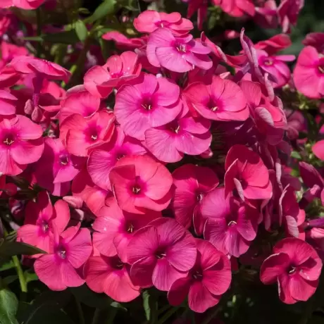 Phlox Cherry Pink