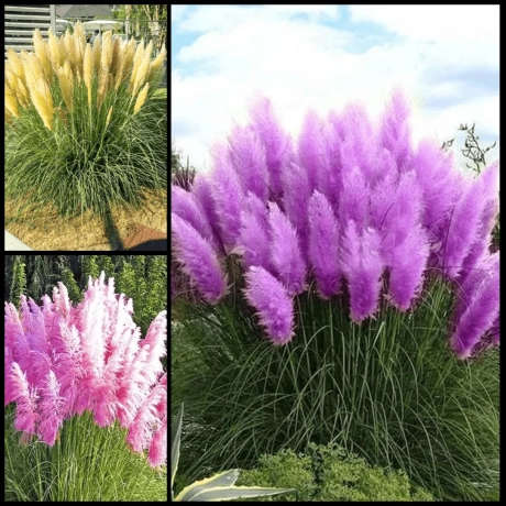 Pachet PROMO Iarba De Pampas