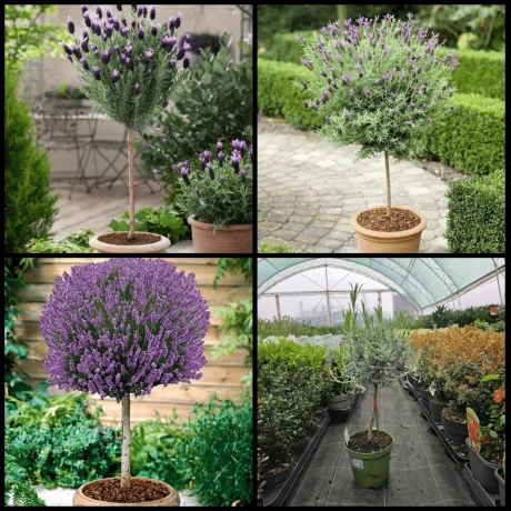 Pachet PROMO Lavanda Pomisor