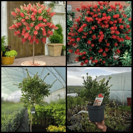 Pachet Promo Callistemon Pomisor - Callistemon Tufa