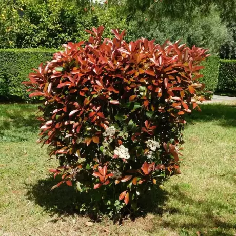 Photinia fraseri Cracklin Red la Ghiveci