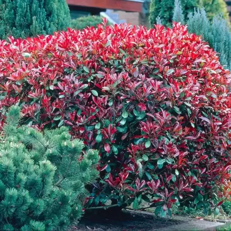 Photinia fraseri Dynamo Red la Ghiveci