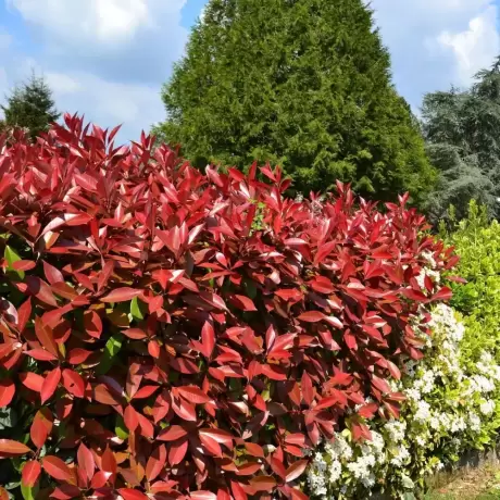 Photinia fraseri Fireball Red la Ghiveci