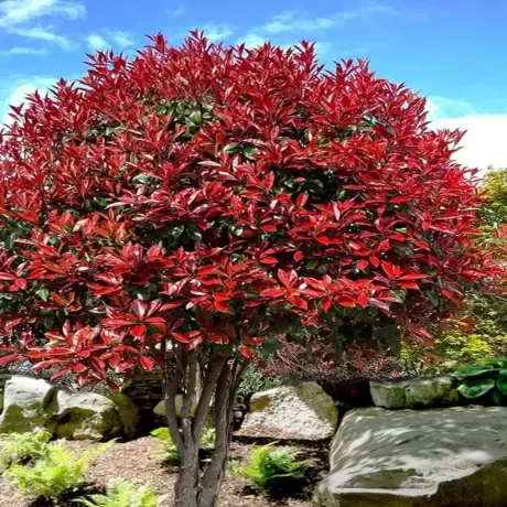Photinia Fraserii Red Robin Tip Pomisor la Ghiveci