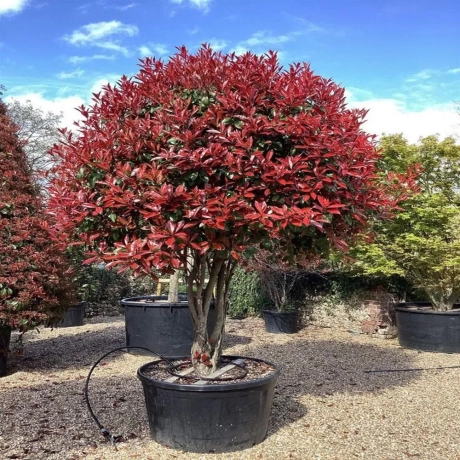 Photinia fraseri Little Red Robin la Ghiveci