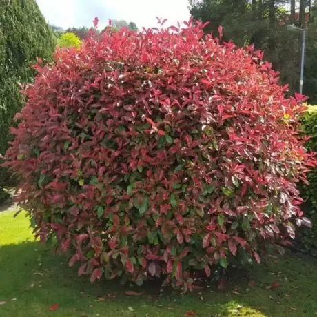 Photinia fraseri Robusta Compacta la Ghiveci