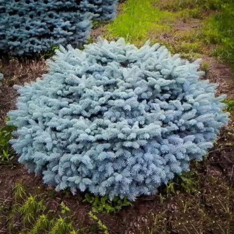 Molid Argintiu Globular – Picea Pungens Glauca Globosa la Ghiveci