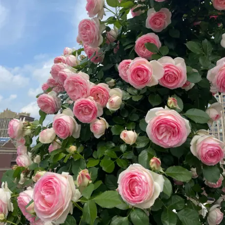 Trandafir urcator Pierre de Ronsard - anul 4 - Radacina Ambalata