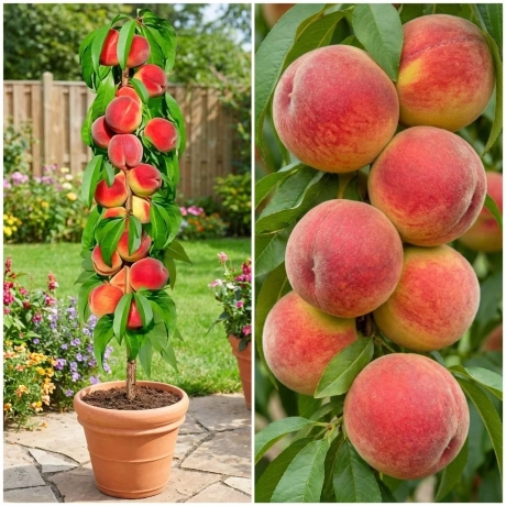 Pom Fructifer - Piersic Columnar Honey la Ghiveci