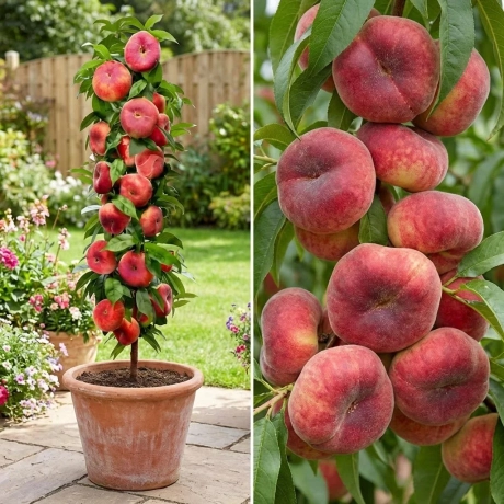Pom Fructifer - Piersic Columnar Plat la Ghiveci