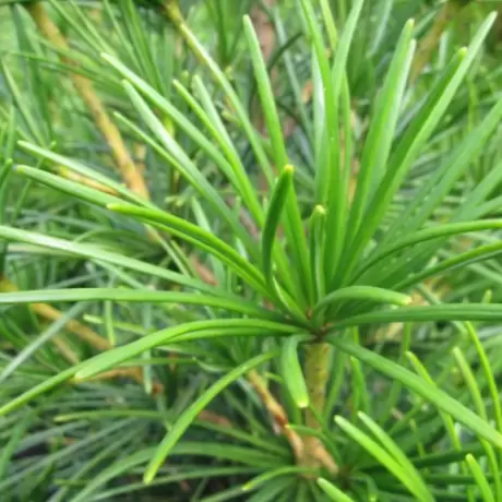 Pin Umbrela Japonez - Sciadopitys Verticillata la Ghiveci