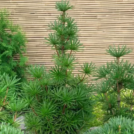 Pin Umbrela Japonez - Sciadopitys Verticillata la Ghiveci