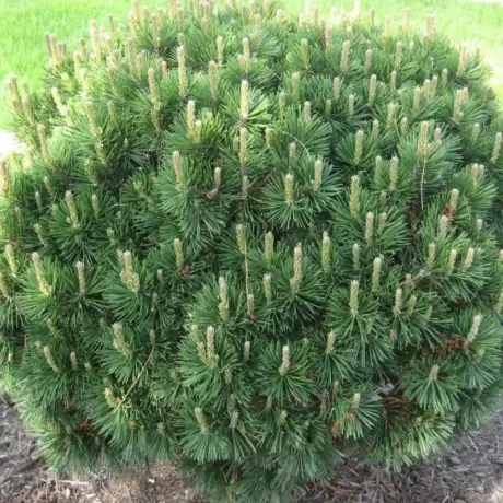 Pin Pitic - Pinus Mugo Gnom la Ghiveci