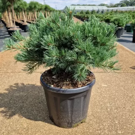 Pin Alb - Pinus Parviflora Linda la Ghiveci