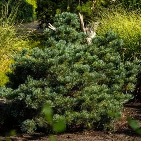 Pin Alb - Pinus Parviflora Negishi la Ghiveci