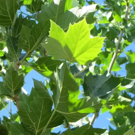 Platan - Platanus Hispanica la Ghiveci