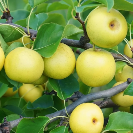 Pom fructifer - Păr Japonez (Nashi) - Perioada Coacere Timpurie spre Medie