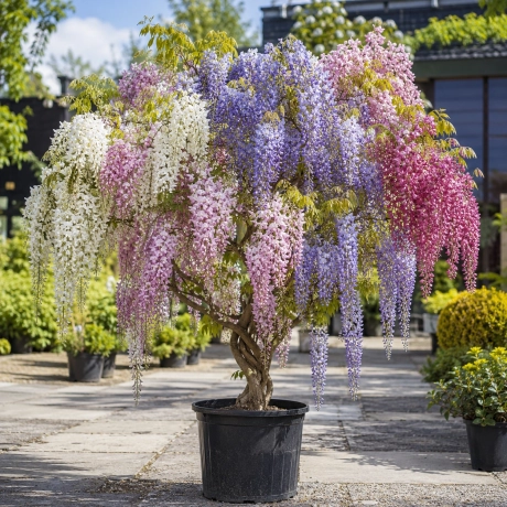 Glicina Pomisor - Rainbow Cascade