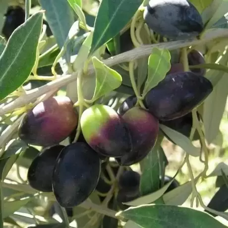 Pom fructifer - Maslin Arbequina