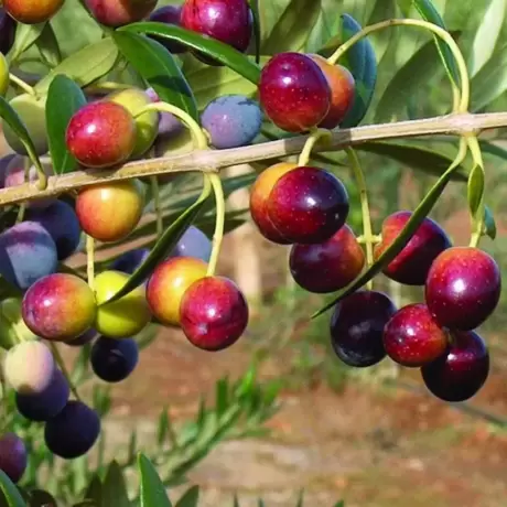 Pom fructifer - Maslin Pomisor - Masline Verzi la Ghiveci