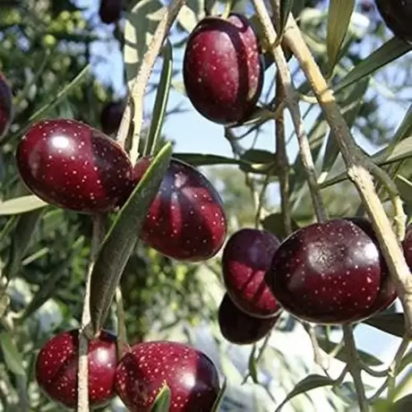 Pom fructifer - Maslin Prodromoy