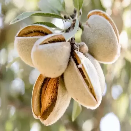 Pom fructifer - Migdal de Desert