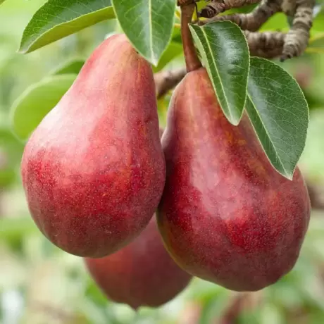 Pom Fructifer - Par Williams Rosu