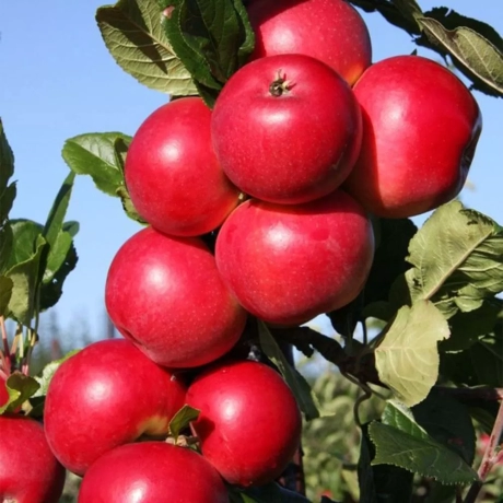 Pom fructifer - Măr Gala