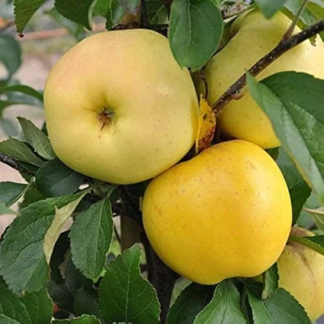 Pom fructifer - Măr Golden Super