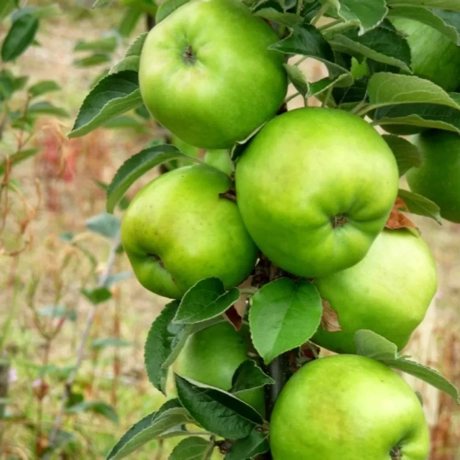 Pom fructifer - Măr Granny Smith