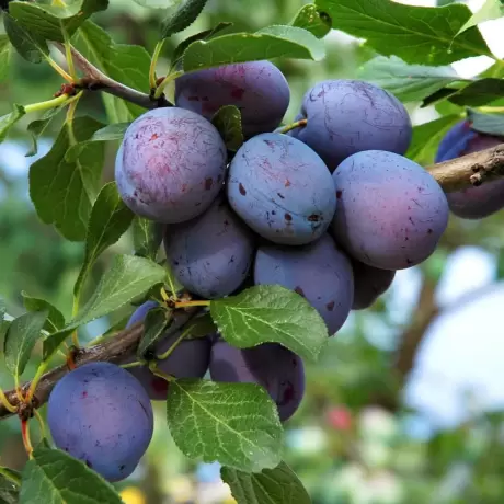 Pom Fructifer - Prun Amers