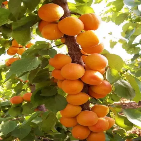 Pom Fructifer - Cais columnar Golden Sun - Anul 3 cu Radacina Impachetata