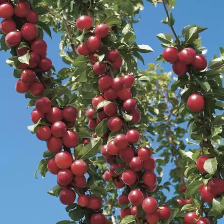 Pom Fructifer - Cais columnar Ruby Sun - Anul 3 cu Radacina Impachetata