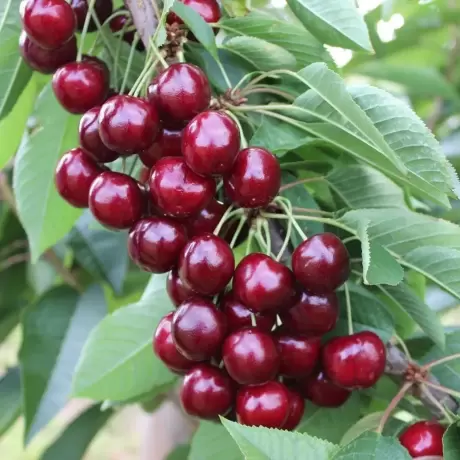 Pom Fructifer - Cires Columnar Caroline - Anul 3 cu Radacina Impachetata