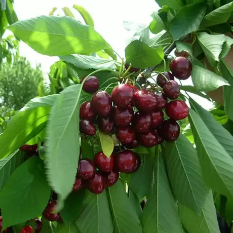 Pom Fructifer - Cires columnar Ferrovia - Anul 3 cu Radacina Impachetata