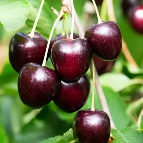 Pom Fructifer - Cires columnar Kordia - Anul 3 cu Radacina Impachetata