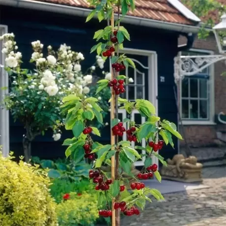 Pom Fructifer - Cires Columnar Victoria - Anul 3 cu Radacina Impachetata