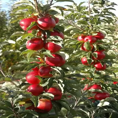 Pom Fructifer - Mar Columnar North Pole - Anul 3 cu Radacina Impachetata