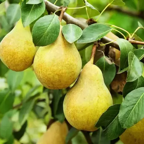 Pom Fructifer - Par columnar Concorde - Anul 3 cu Radacina Impachetata