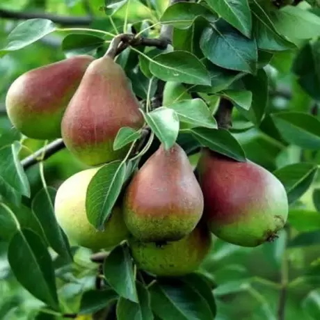 Pom Fructifer - Par columnar Decora - Anul 3 cu Radacina Impachetata