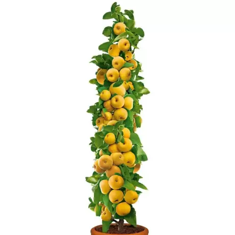 Pom Fructifer - Par japonez columnar Prosecco - Anul 3 cu Radacina Impachetata