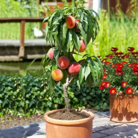 Pom Fructifer - Piersic Columnar Aida - Anul 3 cu Radacina Impachetata