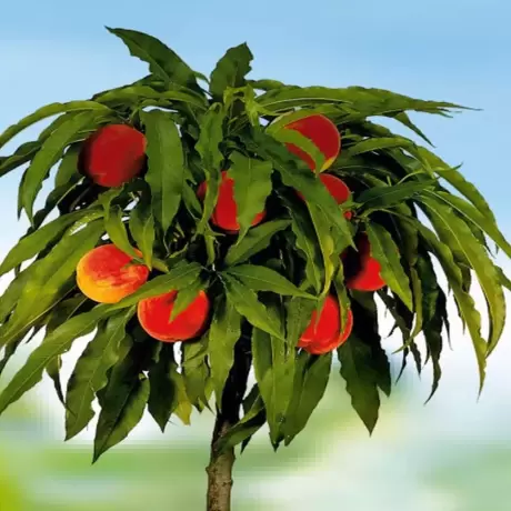 Pom Fructifer - Piersic columnar Pitic - Anul 3 cu Radacina Impachetata