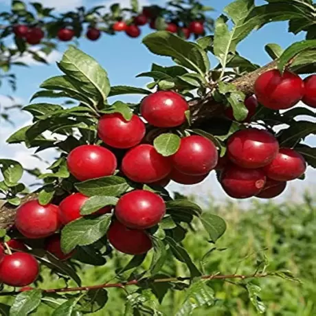 Pom Fructifer - Prun Columnar Rubin - Anul 3 cu Radacina Impachetata