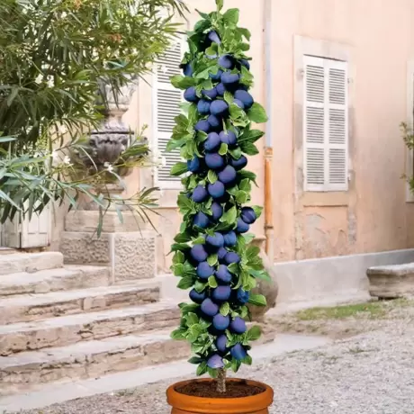 Pom Fructifer - Prun Columnar Sweet Blue - Anul 3 cu Radacina Impachetata