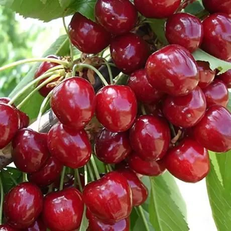 Pom Fructifer - Visin Columnar Achat - Anul 3 cu Radacina Impachetata