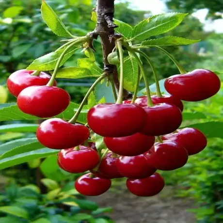 Pom Fructifer - Visin columnar Rubina - Anul 3 cu Radacina Impachetata