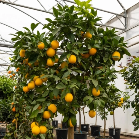 Portocal - Citrus Sinensis - Autofertil - Rezistent La Ger