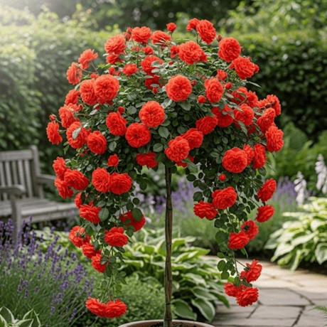 Trandafir Pomisor Portocaliu Plangator la Ghiveci