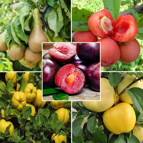 Pachet PROMO - 25 - Pomi fructiferi - Prun, Par, Cais, Mar, Gutui